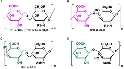 Elucidating the Interactions Between Heparin/Heparan Sulfate and SARS-CoV-2-Related Proteins—An Important Strategy for Developing Novel Therapeutics for the COVID-19 Pandemic